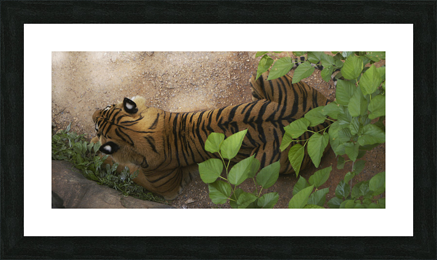 Tiger 1 Picture Frame print