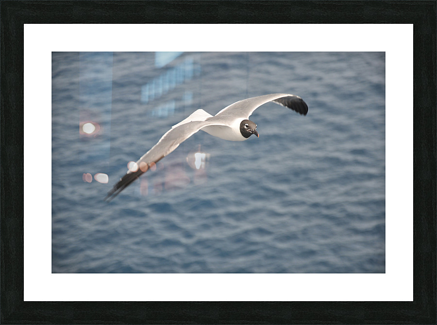 Gull 1 Picture Frame print