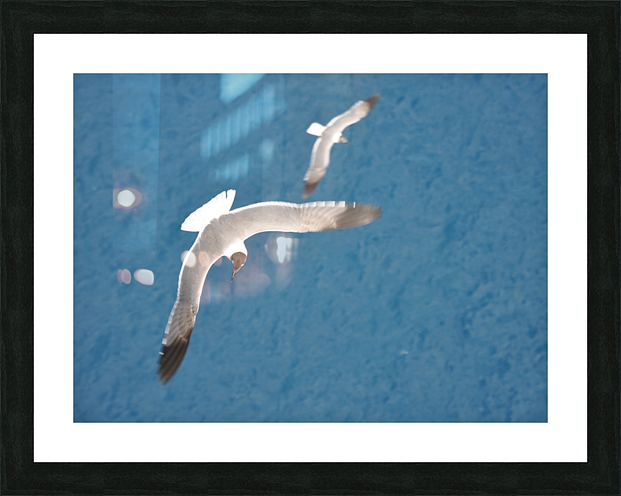 Gulls 1 Picture Frame print