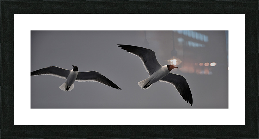 Gulls 2 Picture Frame print