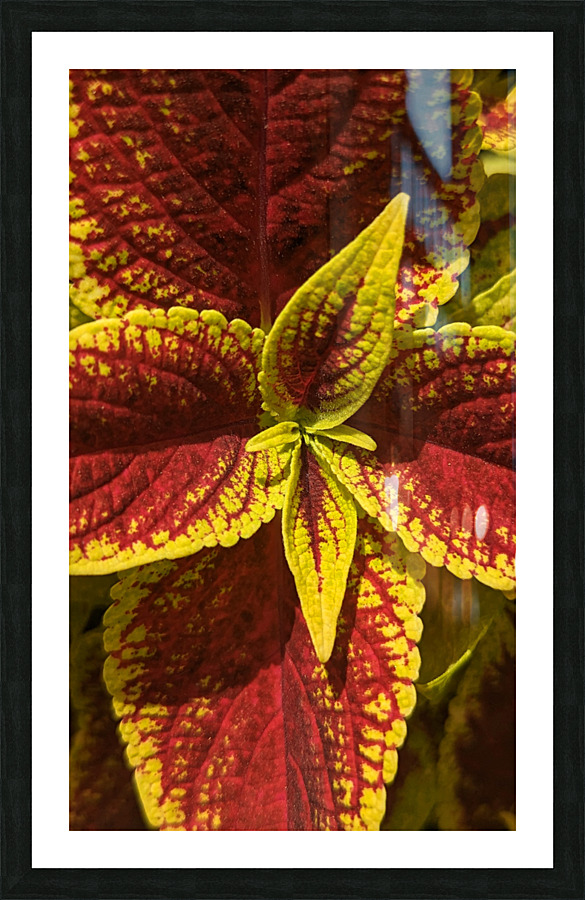 Coleus 2 Picture Frame print