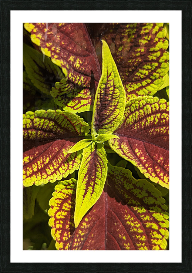Coleus 1 Picture Frame print