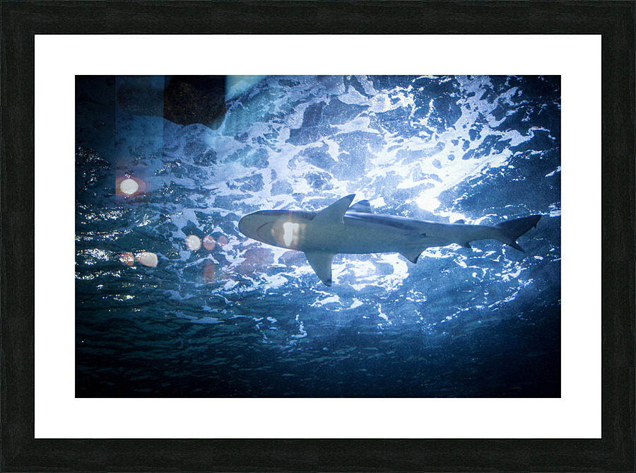 Shark 1 Picture Frame print