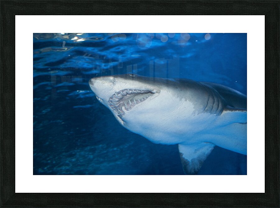 Shark 2 Picture Frame print