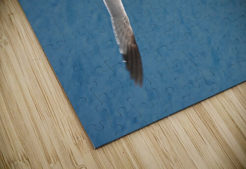 Gulls 1 W Westerholm puzzle