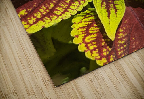 Coleus 1 W Westerholm puzzle