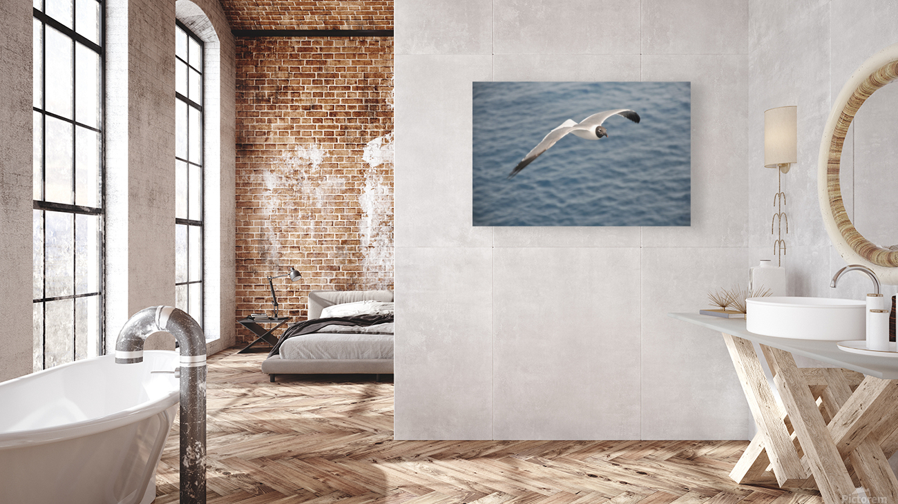 Gull 1 Reproduction
