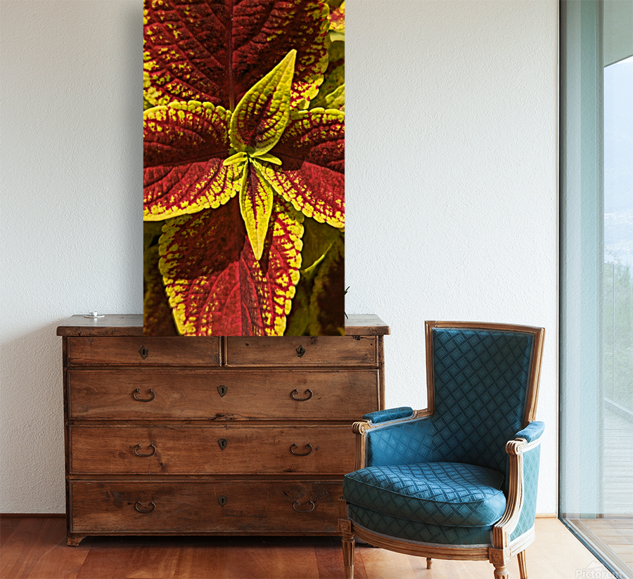 Coleus 2 Reproduction
