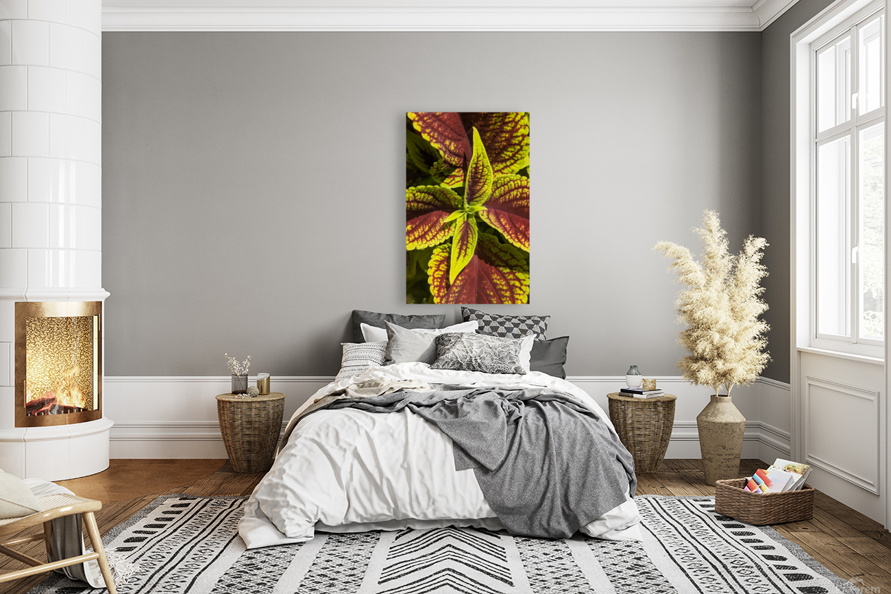 Coleus 1 Reproduction