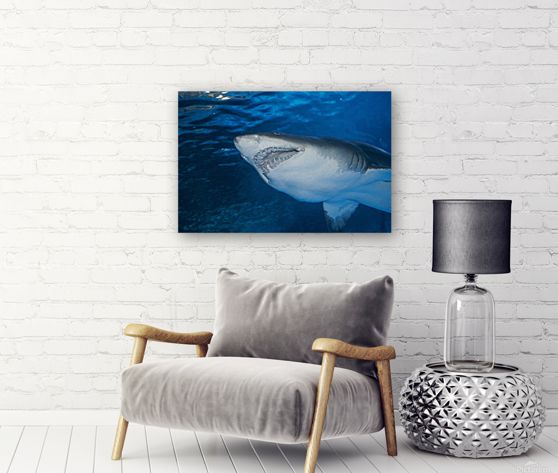 Shark 2 Reproduction
