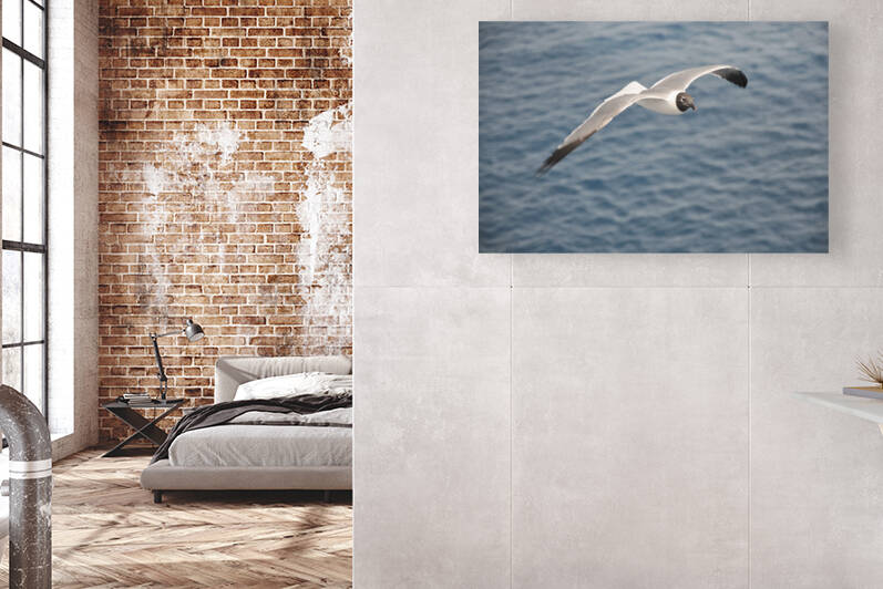 Gull 1 by W Westerholm