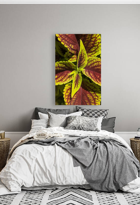 Coleus 1 by W Westerholm