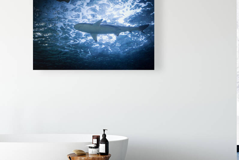 Shark 1 by W Westerholm