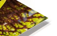 Coleus 1 HD Metal print