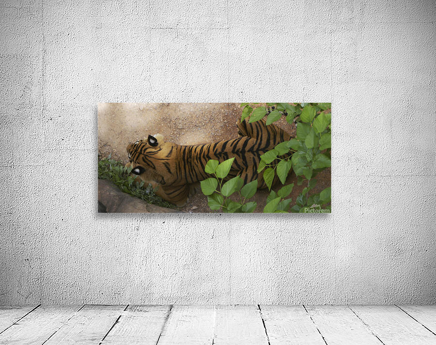 Tiger 1 Wall Preview