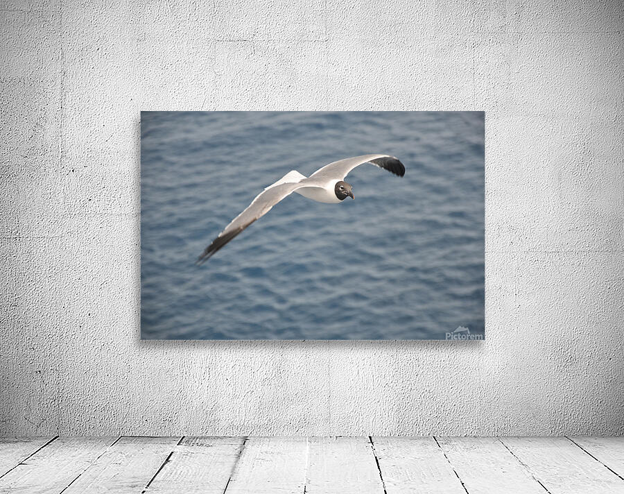 Gull 1 Wall Preview