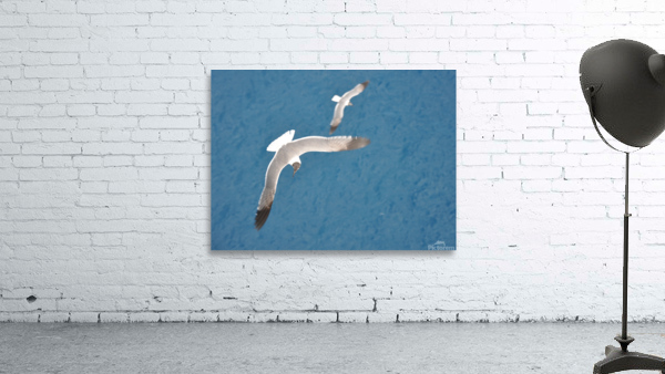 Gulls 1 Wall Preview