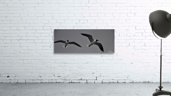 Gulls 2 Wall Preview
