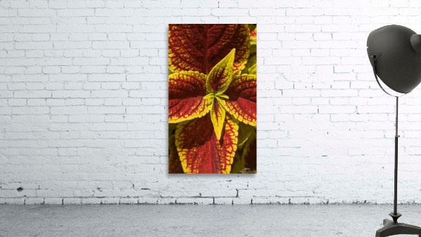 Coleus 2 Wall Preview