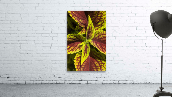 Coleus 1 Wall Preview
