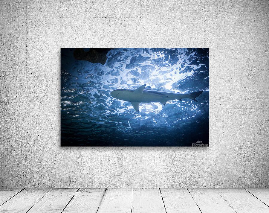 Shark 1 Wall Preview