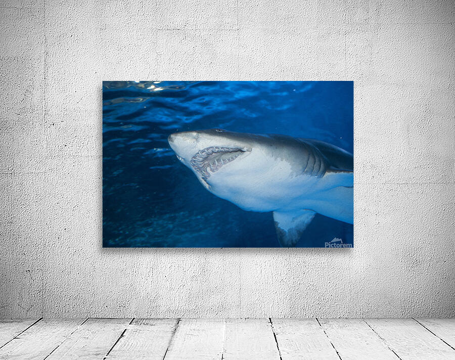 Shark 2 Wall Preview