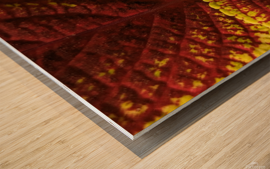 Coleus 2 Wood print