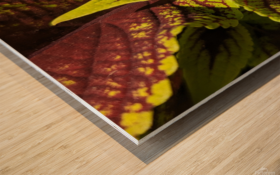 Coleus 1 Wood print