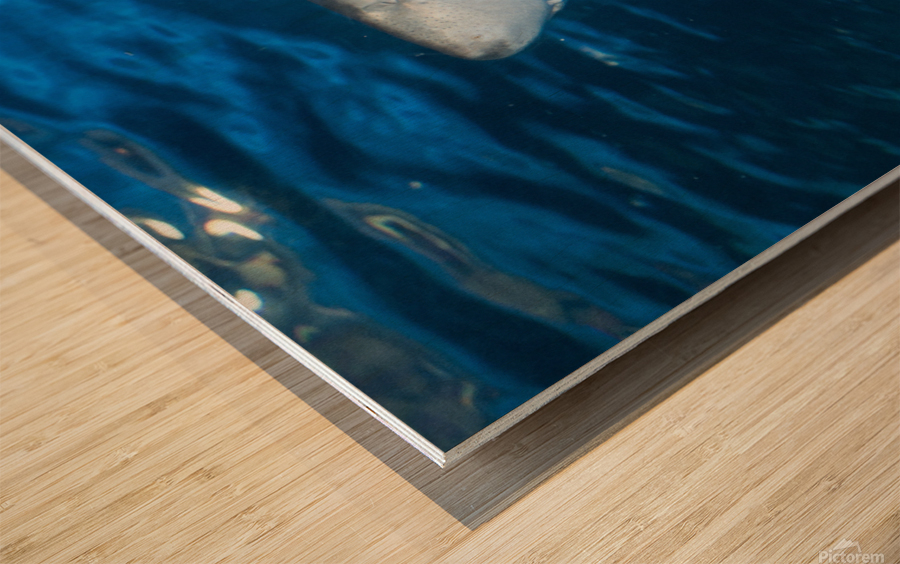 Shark 2 Wood print