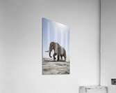 Iron will Acrylic Print