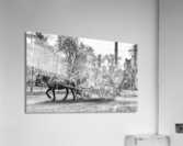 La Caleche  Acrylic Print