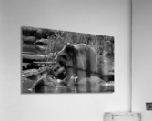 Kodiak  Acrylic Print