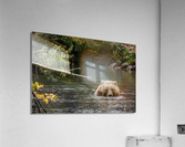 Grizzly Acrylic Print