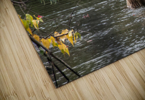 Grizzly J Lacasse puzzle