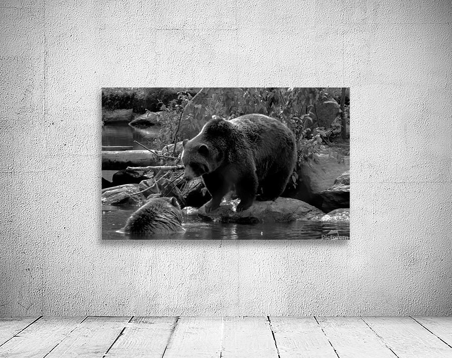 Kodiak  Wall Preview