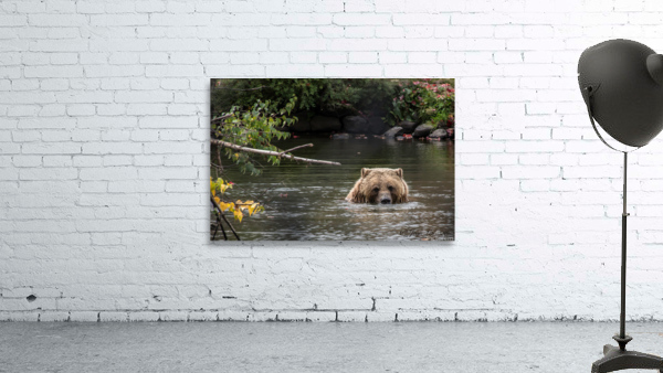 Grizzly Wall Preview