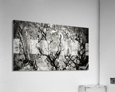 Calme Acrylic Print
