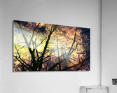Branches magiques Acrylic Print