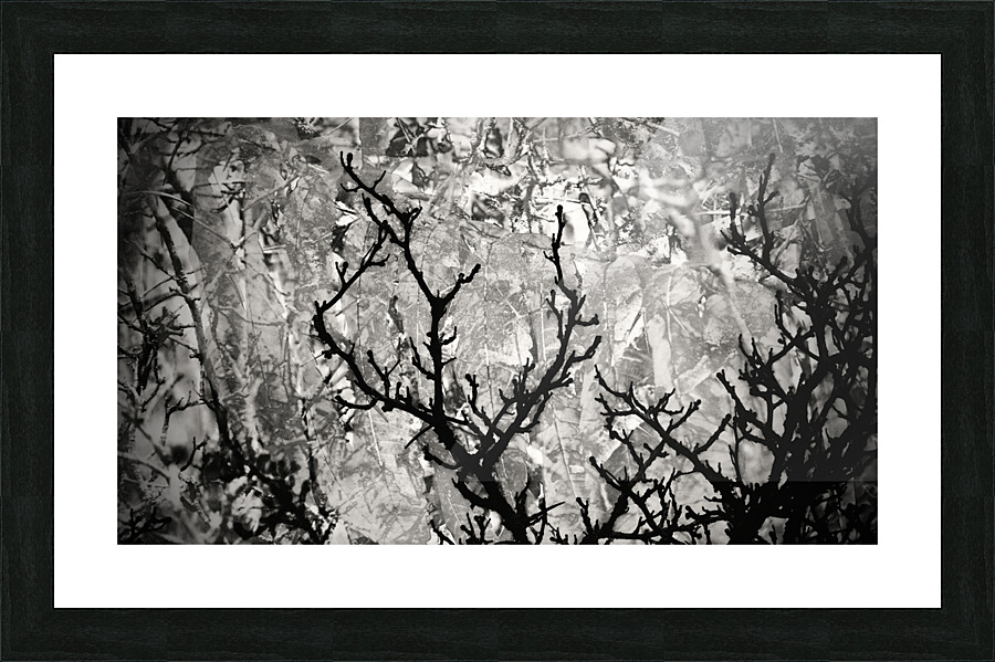 Calme Picture Frame print