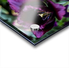 Purple Tulips Acrylic print