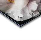Common peony Acrylic print