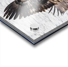 Eagle In Flight Acrylic print