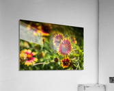 Firewheel Texas Wildlfower Acrylic Print
