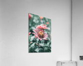 Common Zinnia Acrylic Print