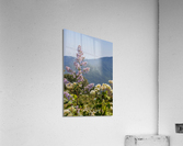 Mountain Lavenders Acrylic Print