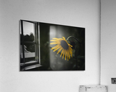 Sunflower Blooms Acrylic Print