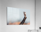Rock Wren Acrylic Print
