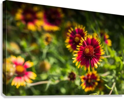 Firewheel Texas Wildlfower Canvas Print