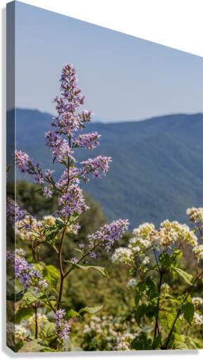Mountain Lavenders Canvas Print