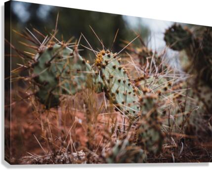 Prickly Pear Cactus Canvas Print
